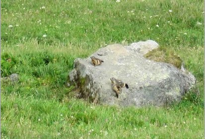 Marmottes