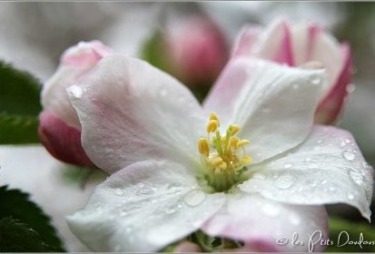 Fleur de pommier