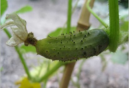 Cornichon