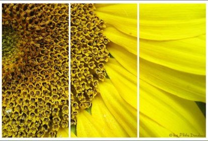 Tournesols