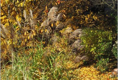 le Jardin en automne