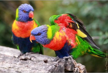 Loriquet arc-en-ciel