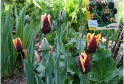 Tulipes de Hollande