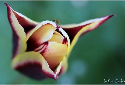 Tulipe et son araignée...