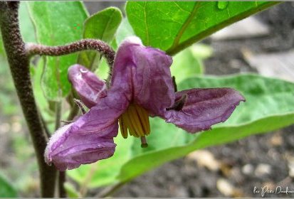 Fleur d'aubergine