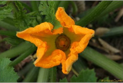 Fleurs de courgettes