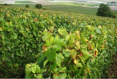 Paysage de Champagne