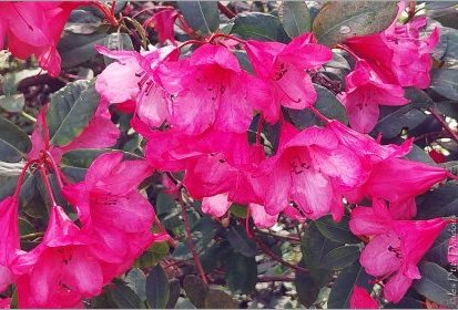 Rhododendron - Jardin Botanique Jean-Marie Pelt