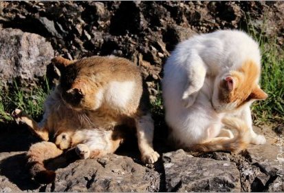 Les Chats de Grèce