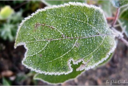 Petit coup de froid !...