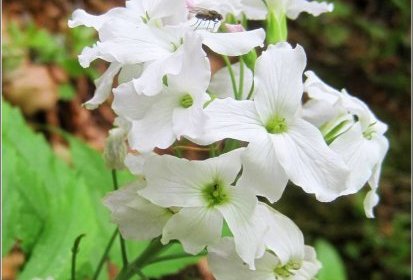 Cardamine heptaphylla