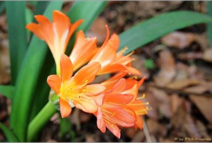 Madère - Clivia