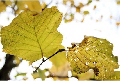 les dernières feuilles...