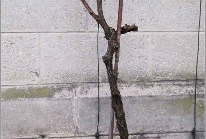 la vigne