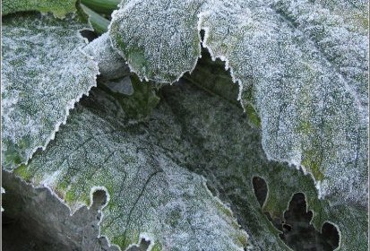 Courgette