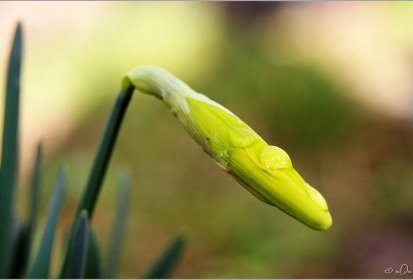 Narcisse