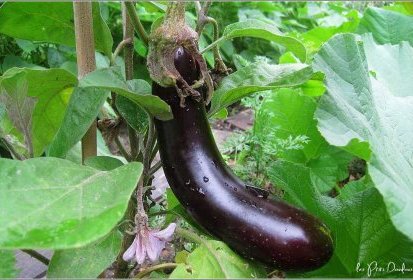 Aubergine