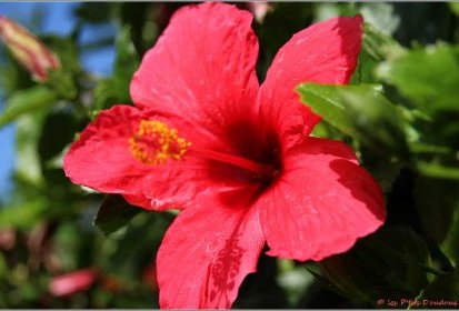 Madère - Hibiscus