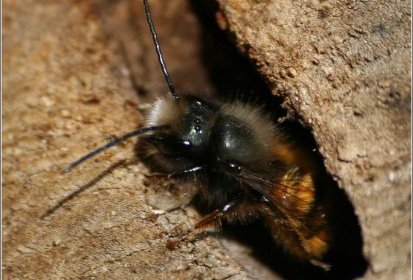 Abeille solitaire