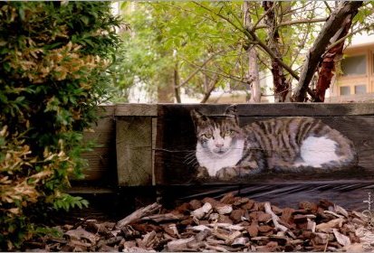 les chats de Troyes
