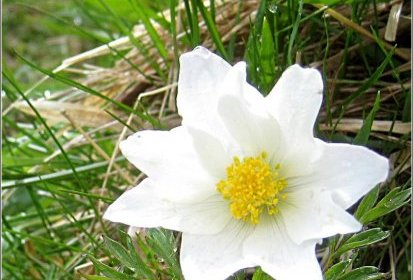 Anémone de printemps