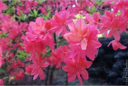 Rhododendron - Jardin Botanique Jean-Marie Pelt