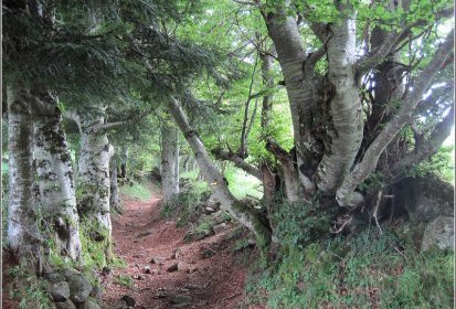 Chemin au milieu des hêtres