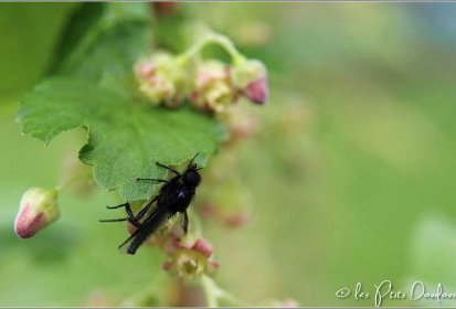 Drôle de bestiole