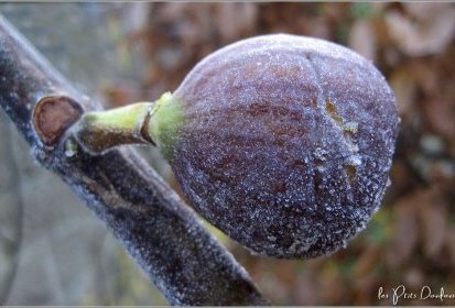 Petit coup froid !...