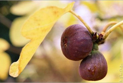 Dernières figues