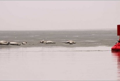 Entre le ciel et l'eau : le sable et les phoques