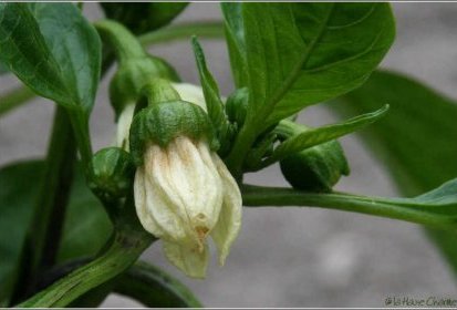 fleur de poivron