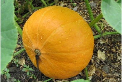 Potiron