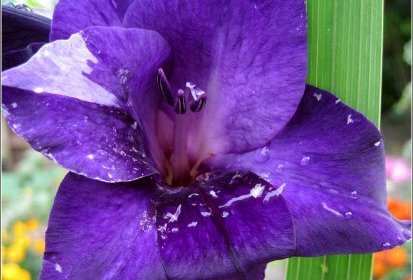 en violet