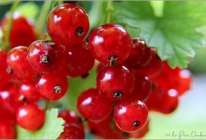 groseilles