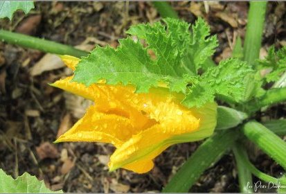 Fleur de courgette