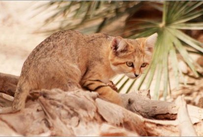 Chat des sables