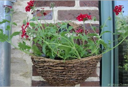 Verveine dans sa suspension