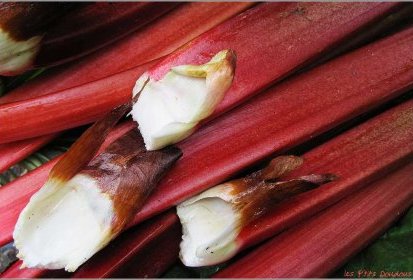 Récolte de rhubarbe