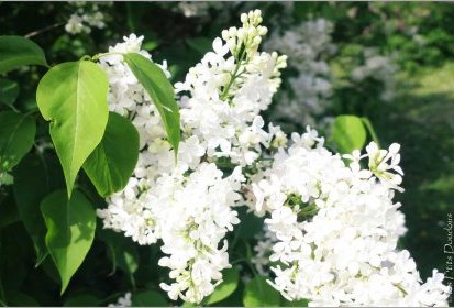 Lilas - syringa vularis vestale