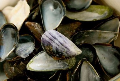 moules...
