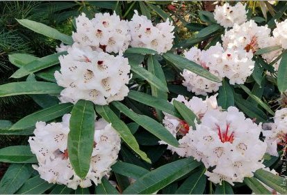 Rhododendron - Jardin Botanique Jean-Marie Pelt