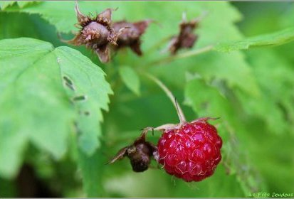 Framboise