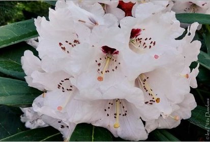 Rhododendron calophytum