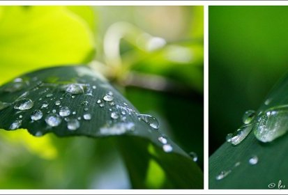 gingko biloba