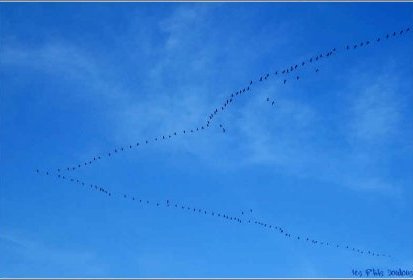 Vol de grues au dessus du Jardin des P'tits Doudous
