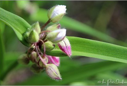 Orchidée ?
