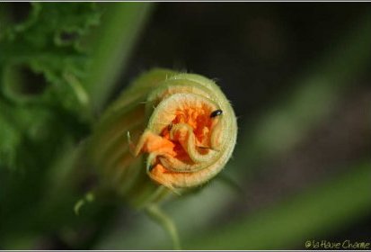 une Fleur de courgettes