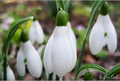 Perce-neige sans neige !...