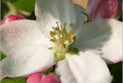 Fleurs de pommier